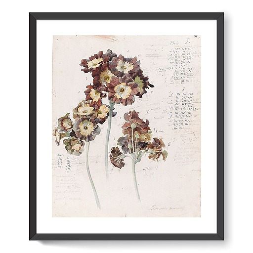 primrose (framed art prints)