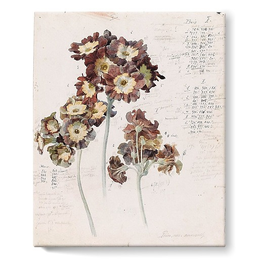 primrose (stretched canvas)