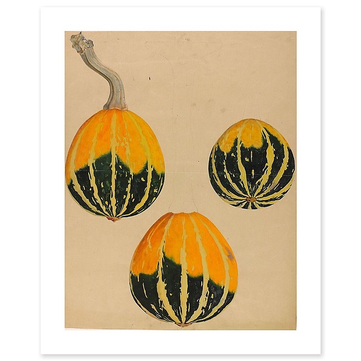 Three squash studies - Cucurbita (art prints)
