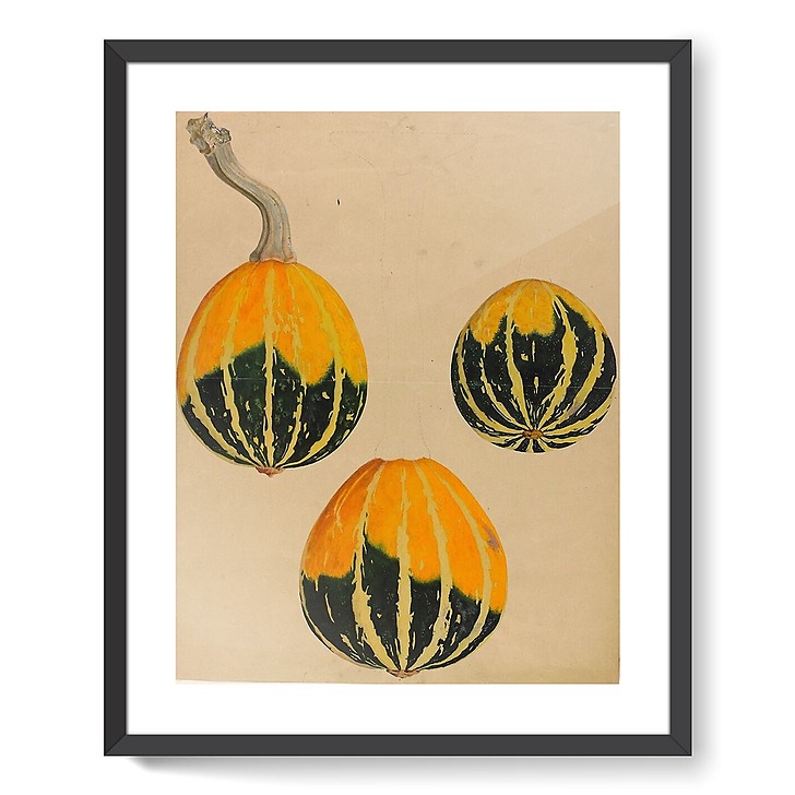 Three squash studies - Cucurbita (framed art prints)