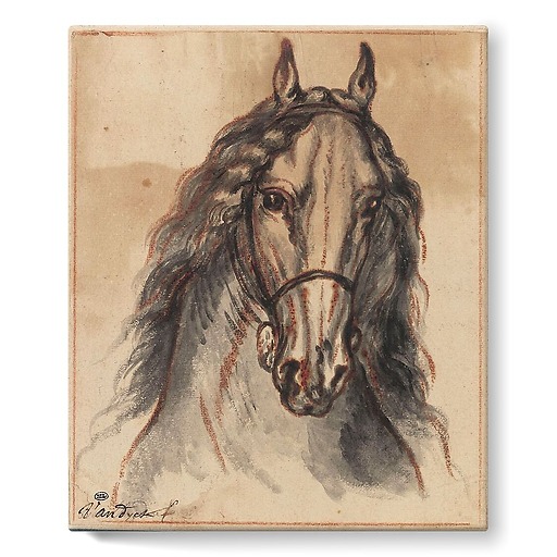 Horse head, front view (stretched canvas)