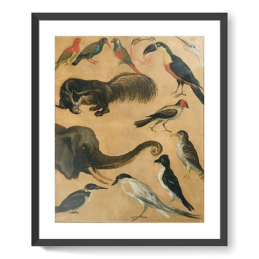 Study of animals (framed art prints)
