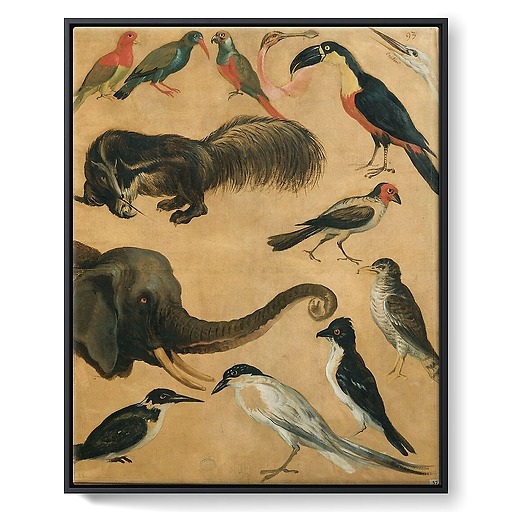 Study of animals (framed canvas)
