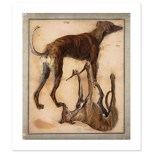 Two inverted studies of greyhounds (canvas without frame)