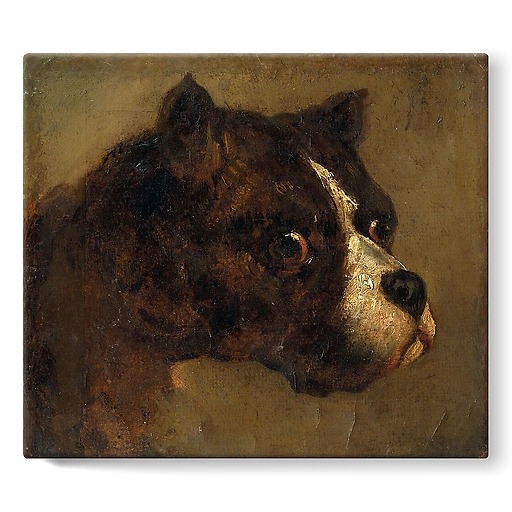 Bulldog Head (stretched canvas)