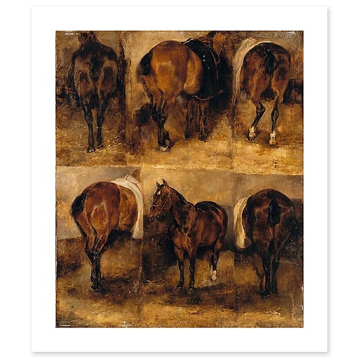 Study of horses (canvas without frame)
