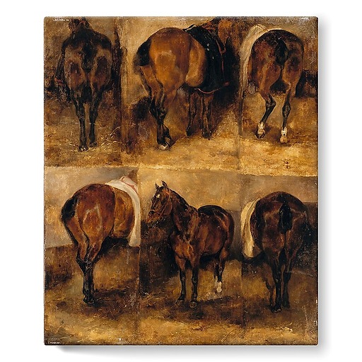 Study of horses (stretched canvas)