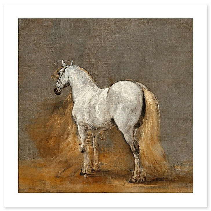 White horse. Study (art prints)
