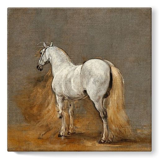 White horse. Study (stretched canvas)
