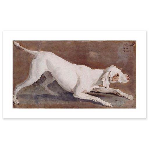 Etude de chienne blanche "Tane" (affiches d'art)