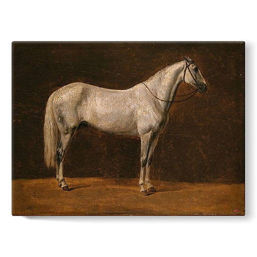 Napoleon's horse: "The Sahara" (stretched canvas)