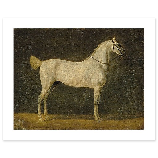 Napoleon's horse "The Distinguished One" (canvas without frame)