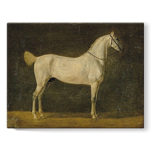 Napoleon's horse "The Distinguished One" (stretched canvas)