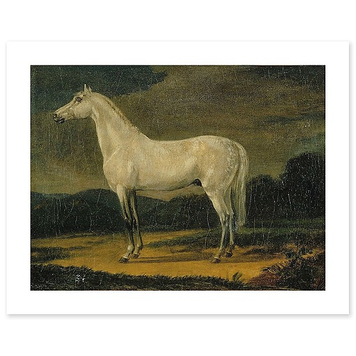 Napoleon's horse "the Vizir" (canvas without frame)