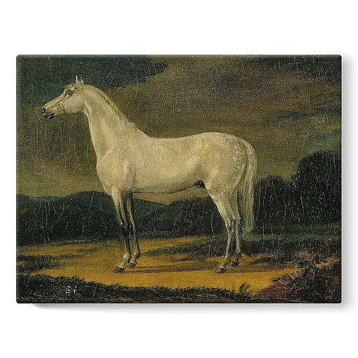 Napoleon's horse "the Vizir" (stretched canvas)