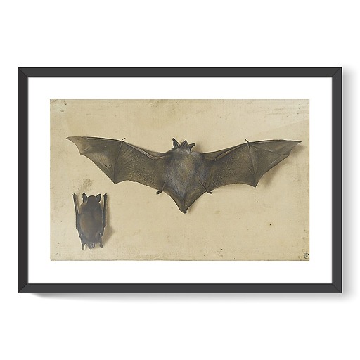 Une chauve-souris les ailes déployées, une autre les ailes repliées (framed art prints)