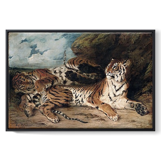 Study of two tigers, also known as Young Tiger playing with his mother (framed canvas)