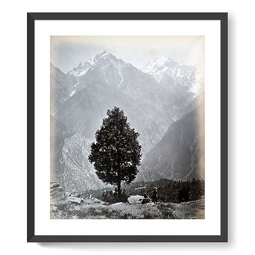 The edible Pine (Pinus Gerardiana) near Chini [Himachal Pradesh. Pin], 1863-1870 (affiches d'art encadrées)
