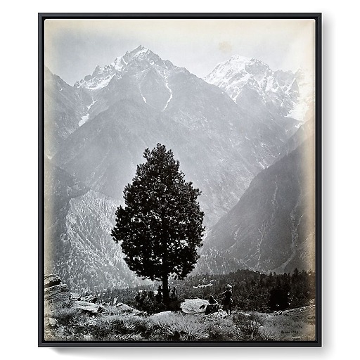 The edible Pine (Pinus Gerardiana) near Chini [Himachal Pradesh. Pin], 1863-1870 (framed canvas)