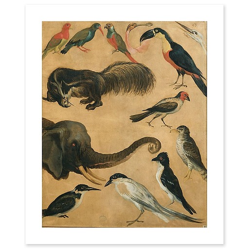 Etude d'animaux (canvas without frame)