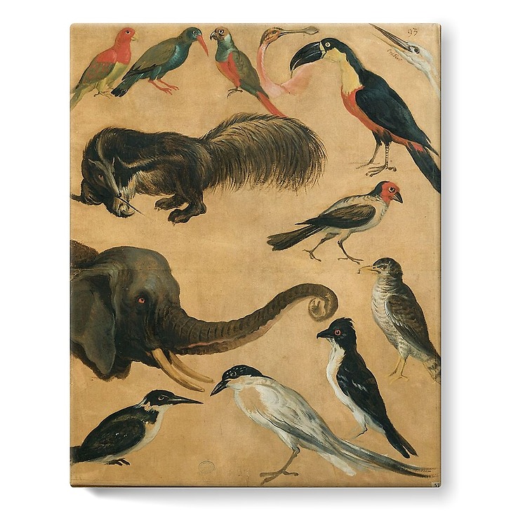 Etude d'animaux (toiles sur châssis)