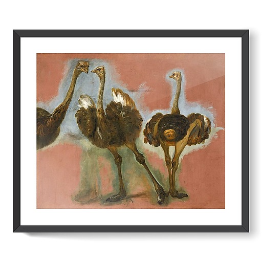 Triple étude d'une autruche (framed art prints)