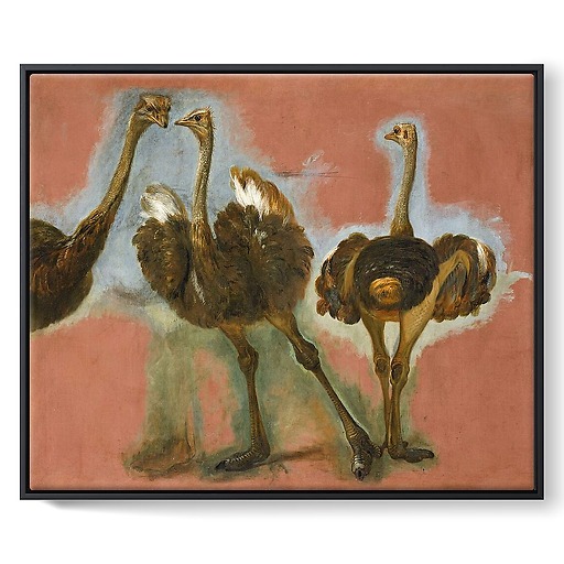 Triple étude d'une autruche (framed canvas)
