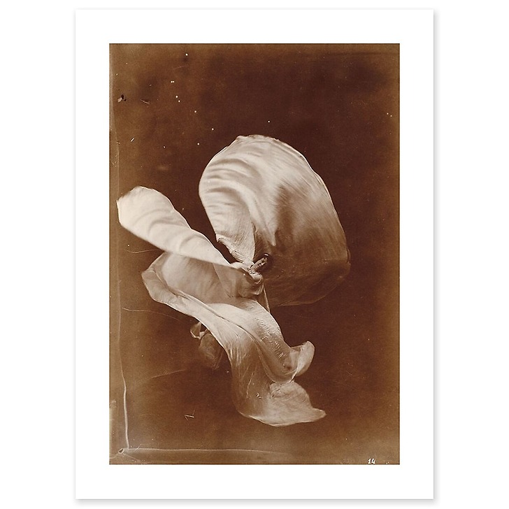 Mlle Loïe Fuller (toiles sans cadre)