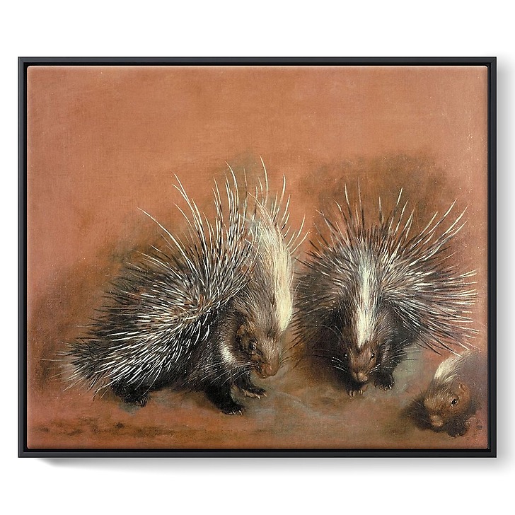 Études d’un porc-épic (framed canvas)