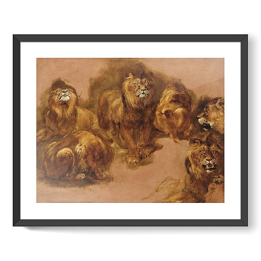 Étude de lions et de lionnes (affiches d'art encadrées)
