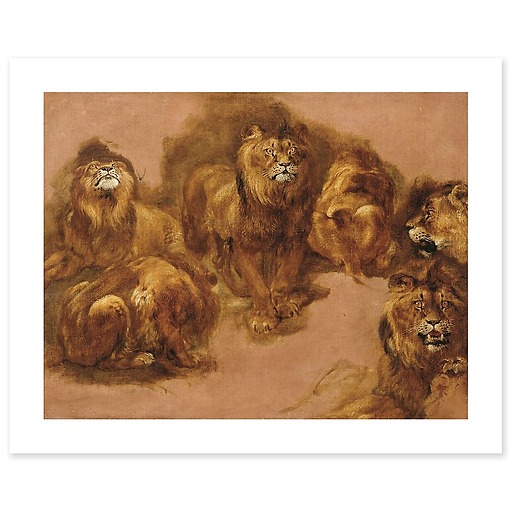 Étude de lions et de lionnes (canvas without frame)