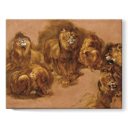 Étude de lions et de lionnes (stretched canvas)