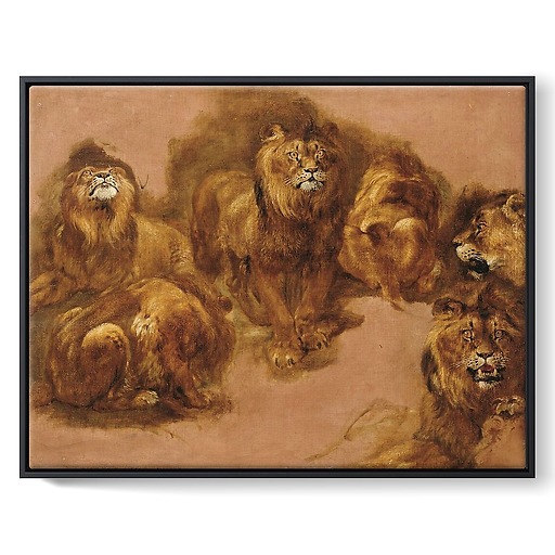Étude de lions et de lionnes (framed canvas)