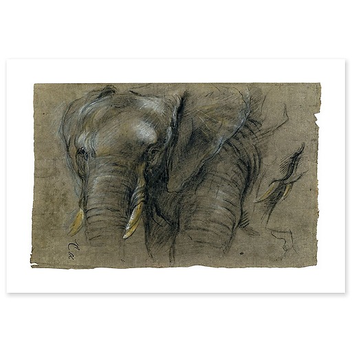 Éléphant du Congo vu de face (affiches d'art)