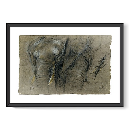 Éléphant du Congo vu de face (framed art prints)