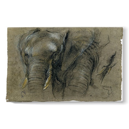 Éléphant du Congo vu de face (toiles sur châssis)