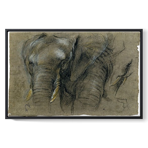 Éléphant du Congo vu de face (toiles encadrées)