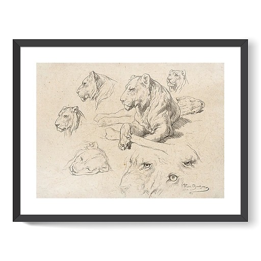 Une lionne couchée et études de sa tête et de ses yeux (framed art prints)
