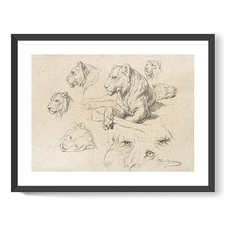 Une lionne couchée et études de sa tête et de ses yeux (affiches d'art encadrées)