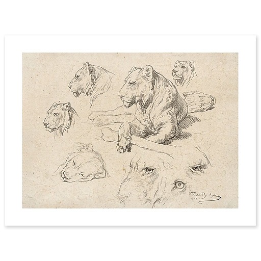 Une lionne couchée et études de sa tête et de ses yeux (canvas without frame)