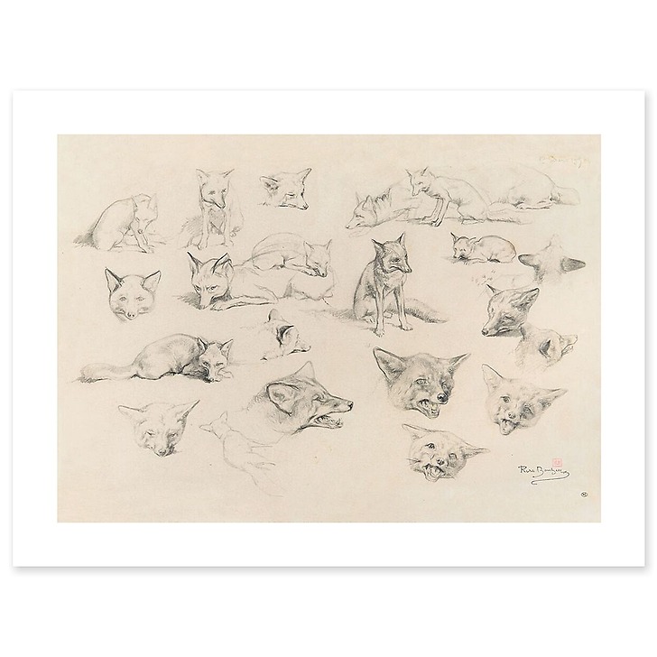 Vingt-deux études de renards (affiches d'art)