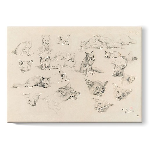 Vingt-deux études de renards (stretched canvas)