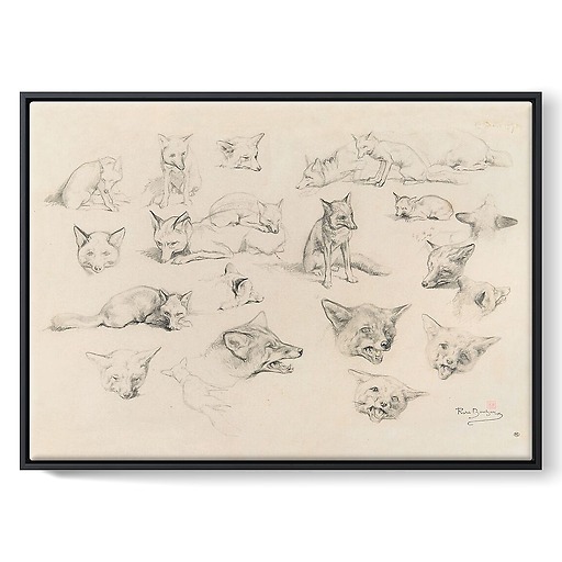 Vingt-deux études de renards (framed canvas)