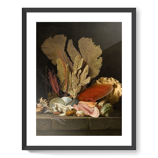Panaches de mer, lithophytes et coquilles (framed art prints)