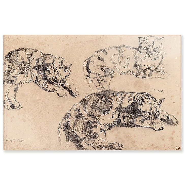 Trois études de chats allongés, la tête vers la droite (panneaux acryliques)