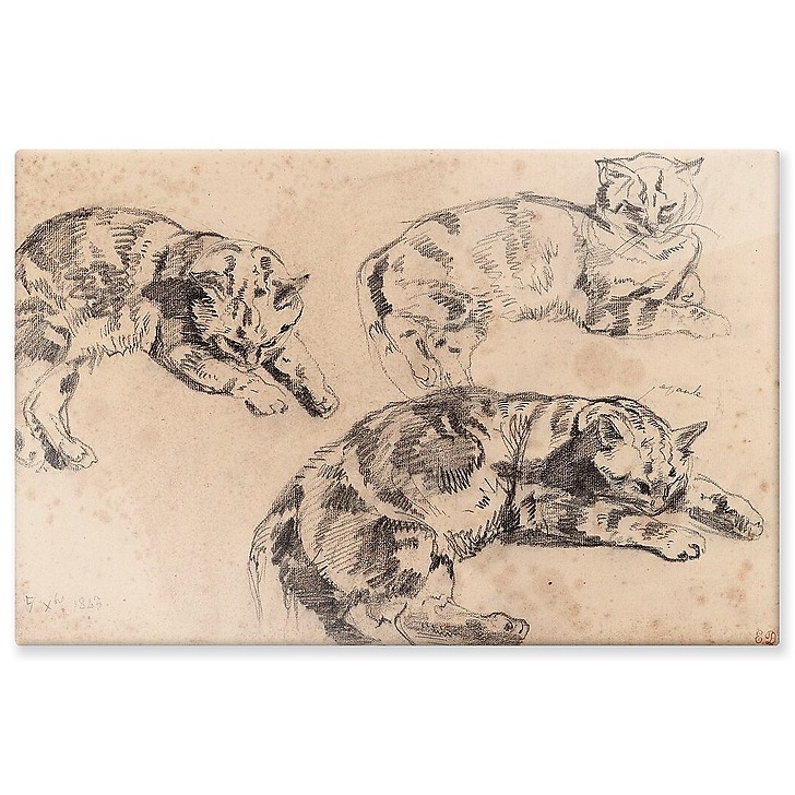 Trois études de chats allongés, la tête vers la droite (panneaux aluminium)