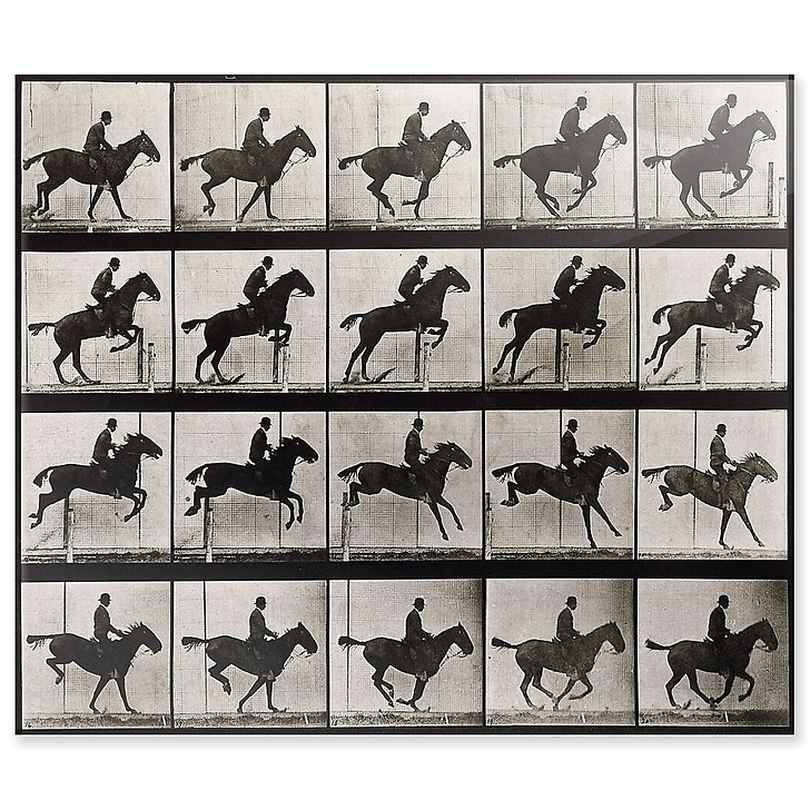 Animal Locomotion : Saut d'obstacle, cheval noir (panneaux acryliques)