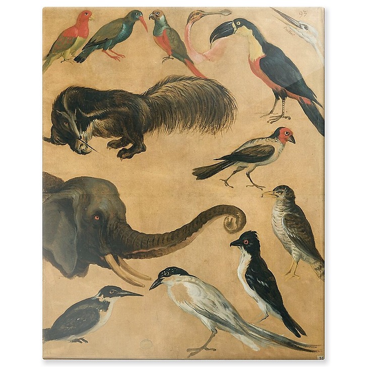 Etude d'animaux (panneaux aluminium)