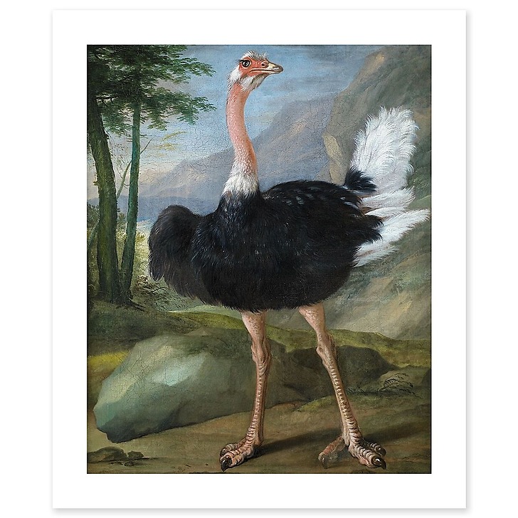 Autruche (art prints)
