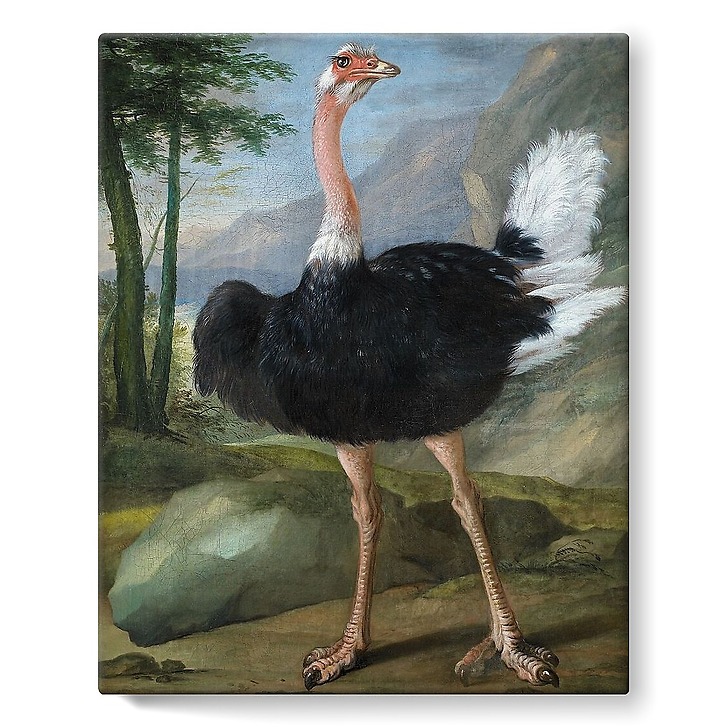 Autruche (toiles sur châssis)